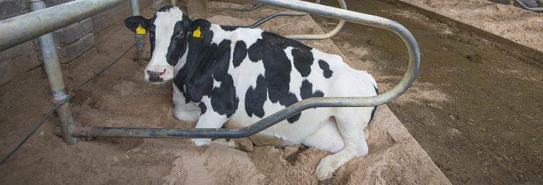 Cow Bedding | Deep Bed Cubicle Sand | Moore Farm Services